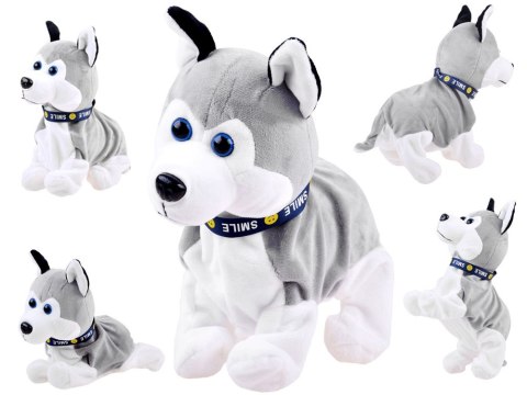 Interaktywny piesek Husky reaguje na dotyk Szczeka + różne sztuczki ZA1333 Interaktywny piesek Husky reaguje na dotyk Szczeka + różne sztuczki ZA1333