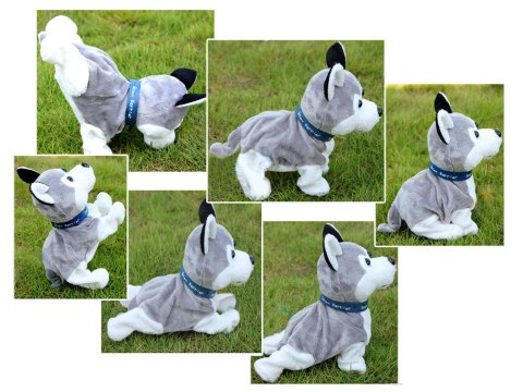 Interaktywny piesek Husky reaguje na dotyk Szczeka + różne sztuczki ZA1333 Interaktywny piesek Husky reaguje na dotyk Szczeka + różne sztuczki ZA1333