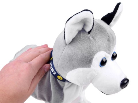 Interaktywny piesek Husky reaguje na dotyk Szczeka + różne sztuczki ZA1333 Interaktywny piesek Husky reaguje na dotyk Szczeka + różne sztuczki ZA1333