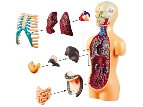 Zestaw edukacyjny Model anatomiczny CIAŁO CZŁOWIEKA + organy 11ele ZA5200 Zestaw edukacyjny Model anatomiczny CIAŁO CZŁOWIEKA + organy 11ele ZA5200